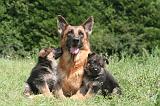 BERGER ALLEMAND 1216